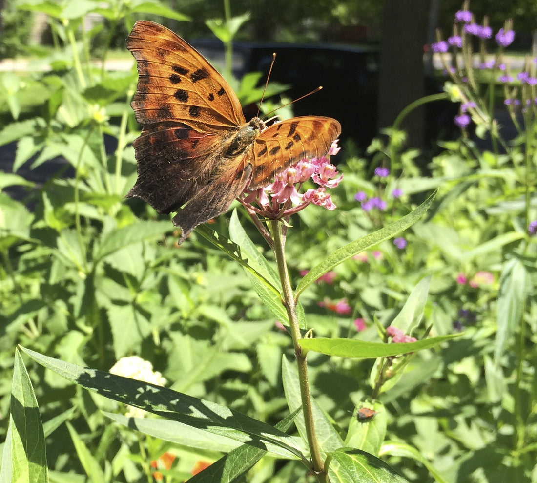 Members--Information about Finding Membership Number and Check Out Process