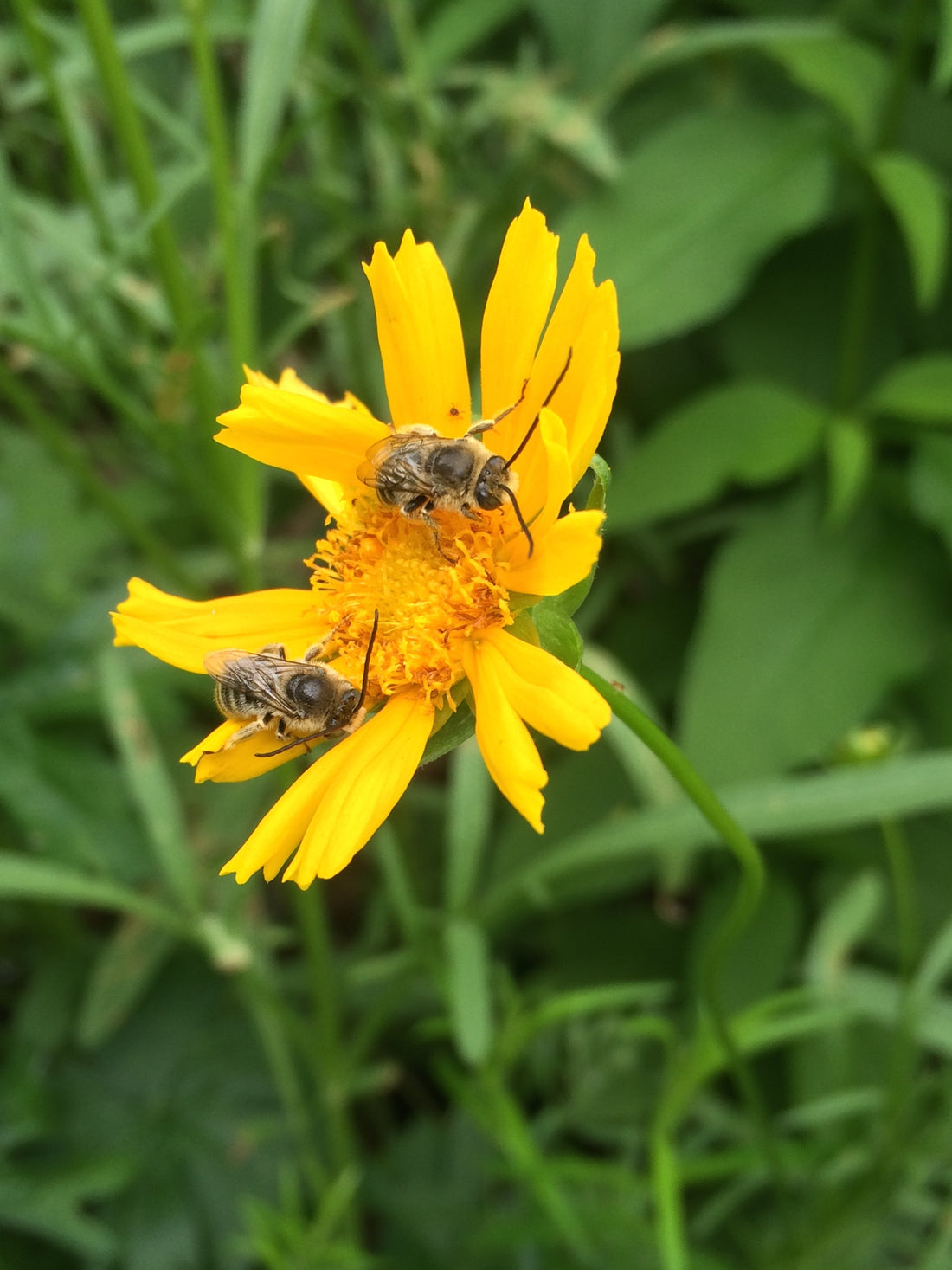 5 Reasons Why Edible Gardens Need Native Plants