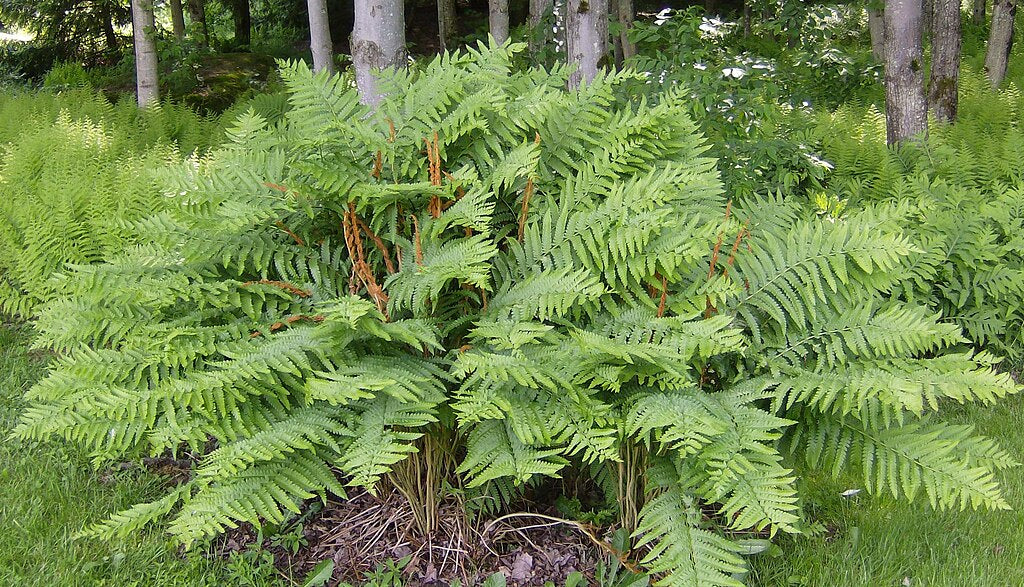 Cinnamon Fern - Osmunda cinnamomea