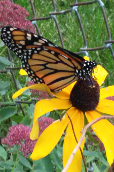 Showy Black-eyed Susan - Rudbeckia fulgida