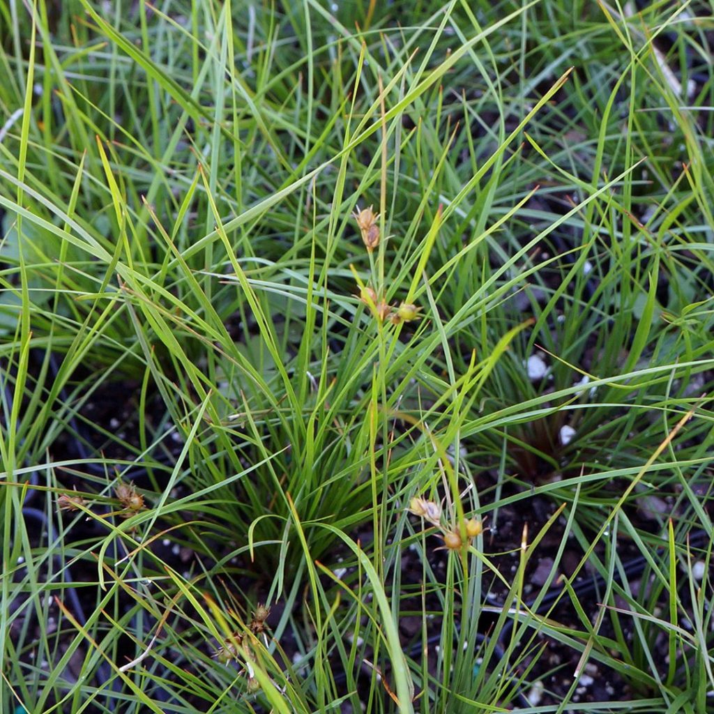 Path Rush - Juncus tenuis