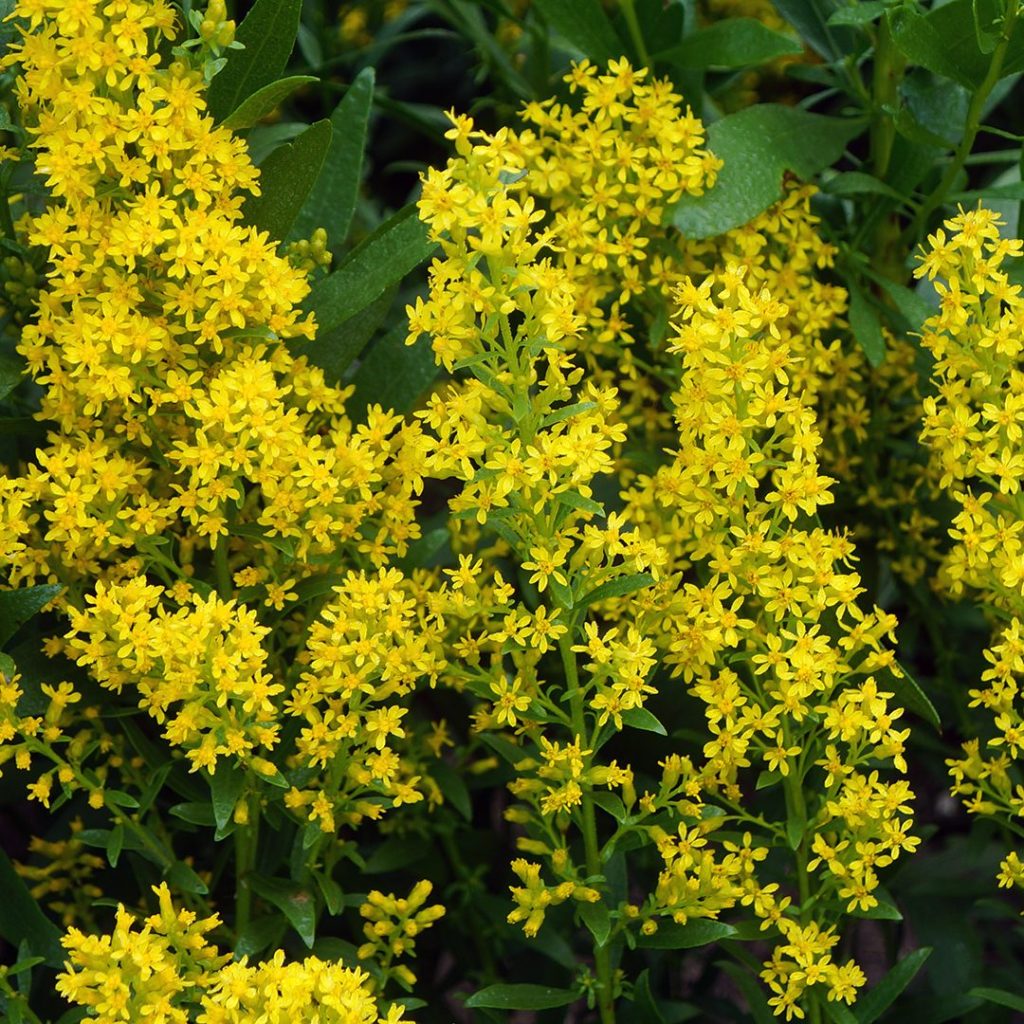 Showy Goldenrod - Solidago speciosa