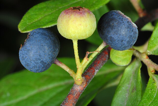 Black Huckleberry-Gaylussacia baccata