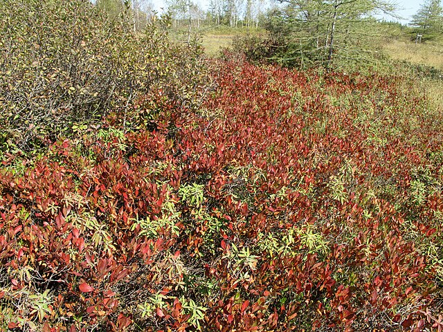 Black Huckleberry-Gaylussacia baccata