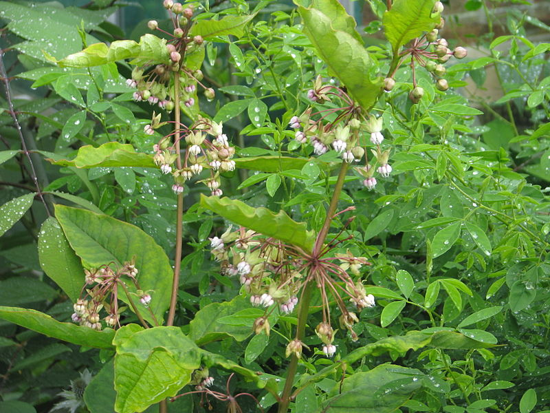 Poke Milkweed - Asclepias exaltata