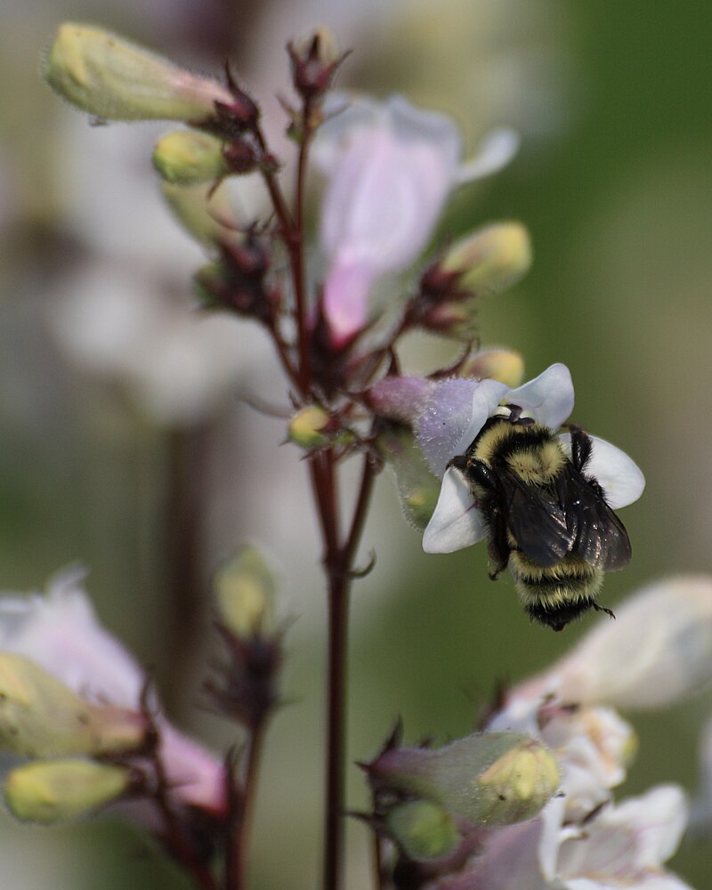 Foxglove Beardtongue - Penstemon digitalis