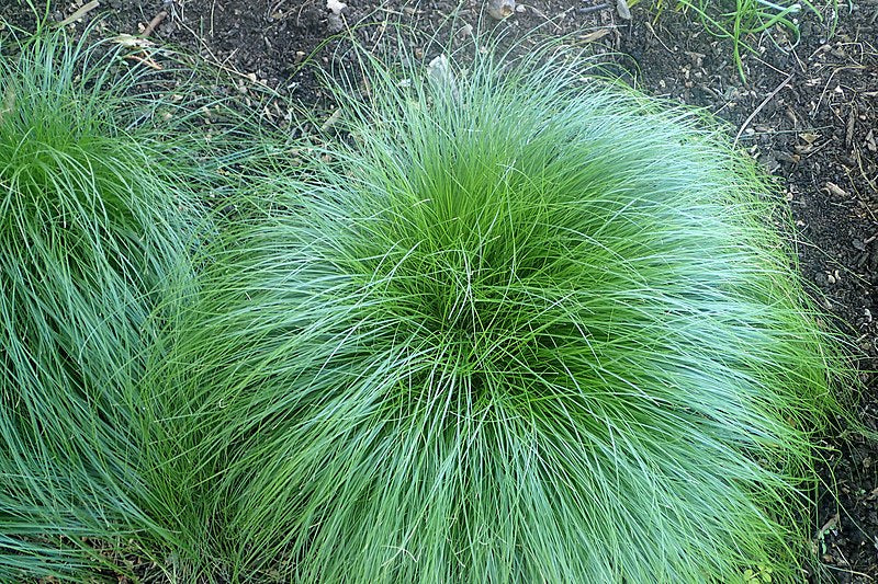 Curly-styled wood sedge or Rosy sedge - Carex rosea