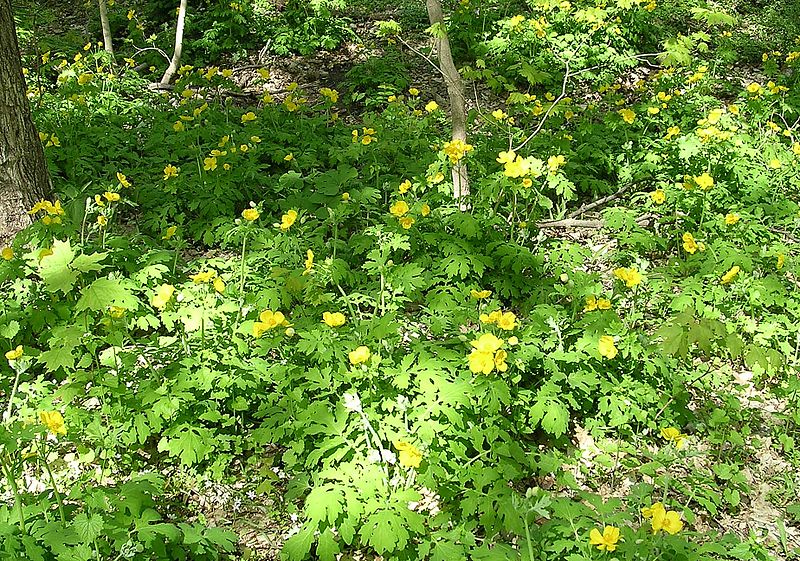 Celandine Poppy - Stylophorum diphyllum