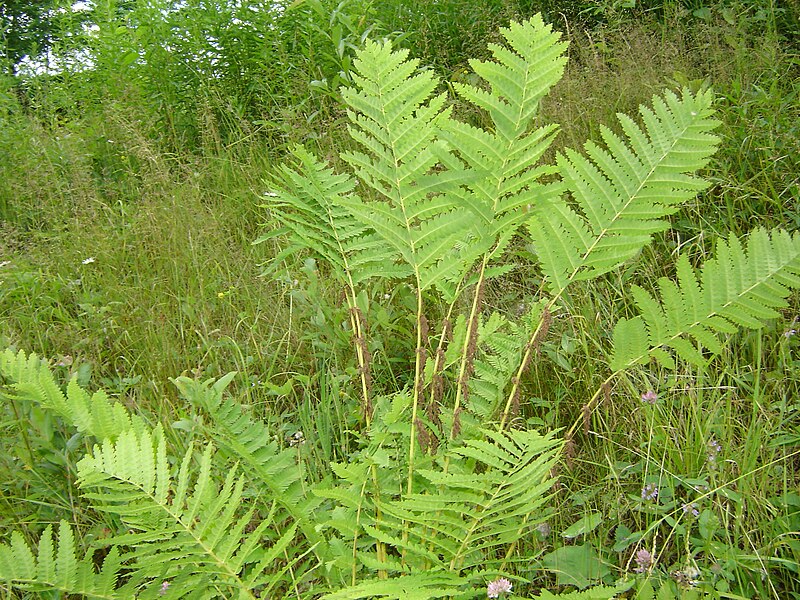 Interrupted Fern - Osmunda claytoniana