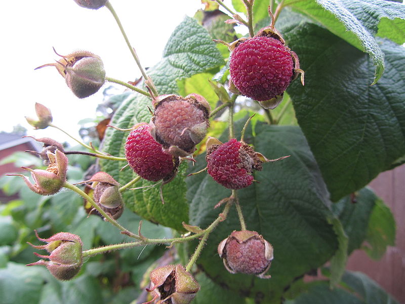 Purple Flowering Raspberry - Rubus odoratus