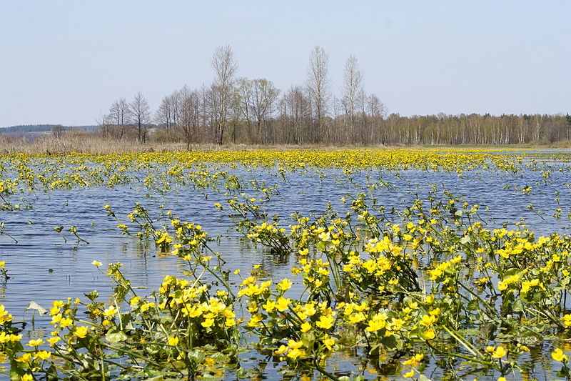 Marsh Marigold -- Caltha palustris