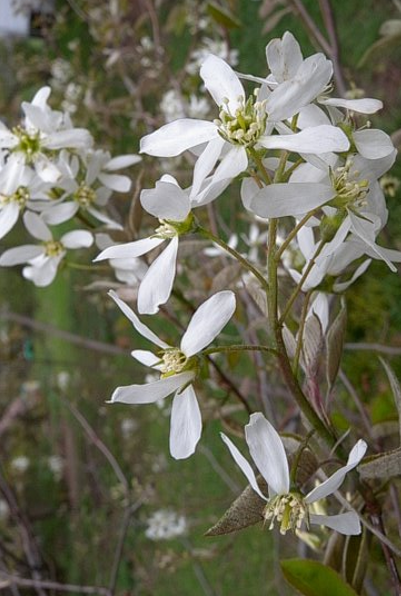Juneberry - Amelanchier arborea