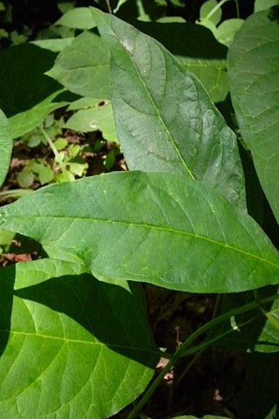 Poke Milkweed - Asclepia exaltata