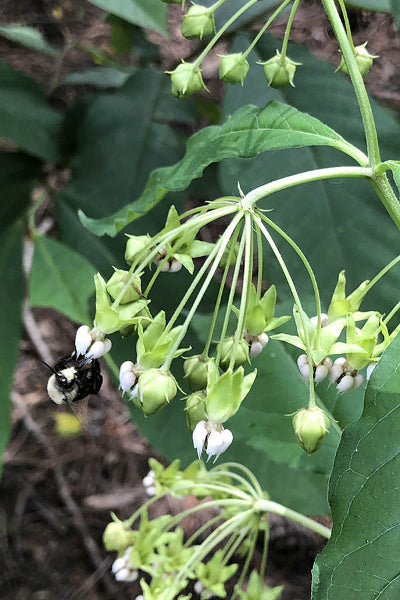Poke Milkweed - Asclepia exaltata
