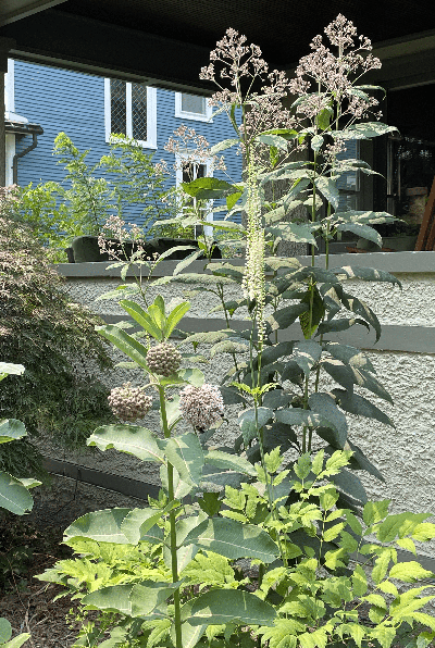 Black Cohosh - Cimicifuga racemosa