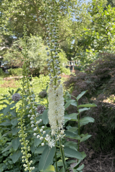 Black Cohosh - Actaea racemosa