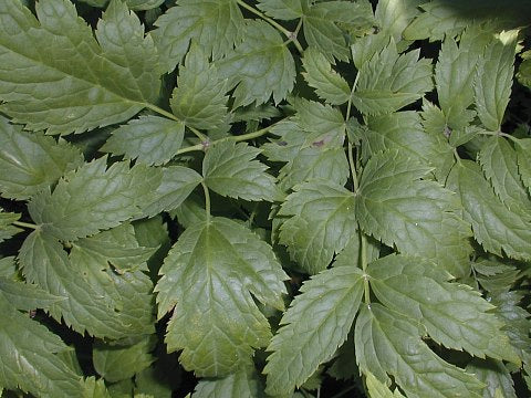 Black Cohosh - Actaea racemosa
