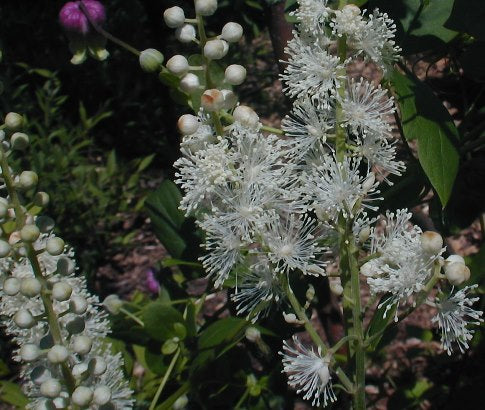 Photo Credit: IL Wildflowers