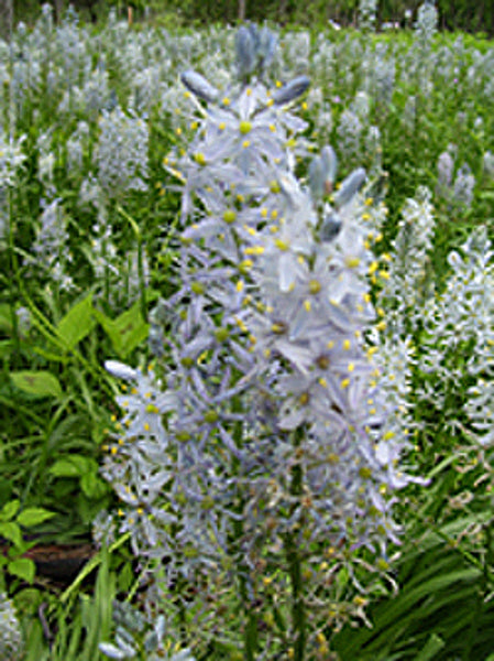 Wild Hyacinth - Camassia scilloides