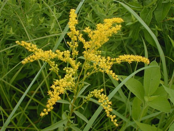 Early Goldenrod - Solidago juncea