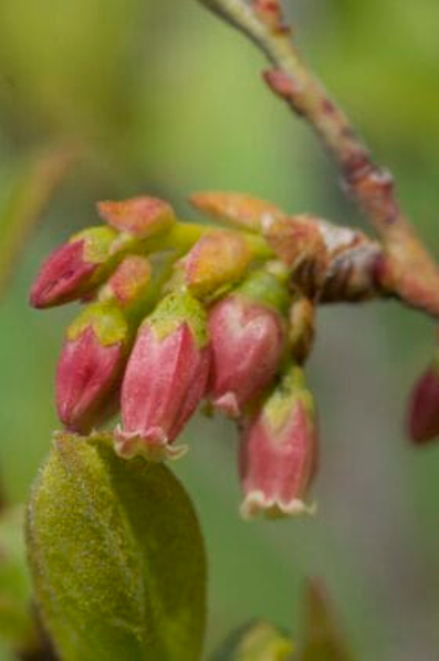 Black Huckleberry-Gaylussacia baccata