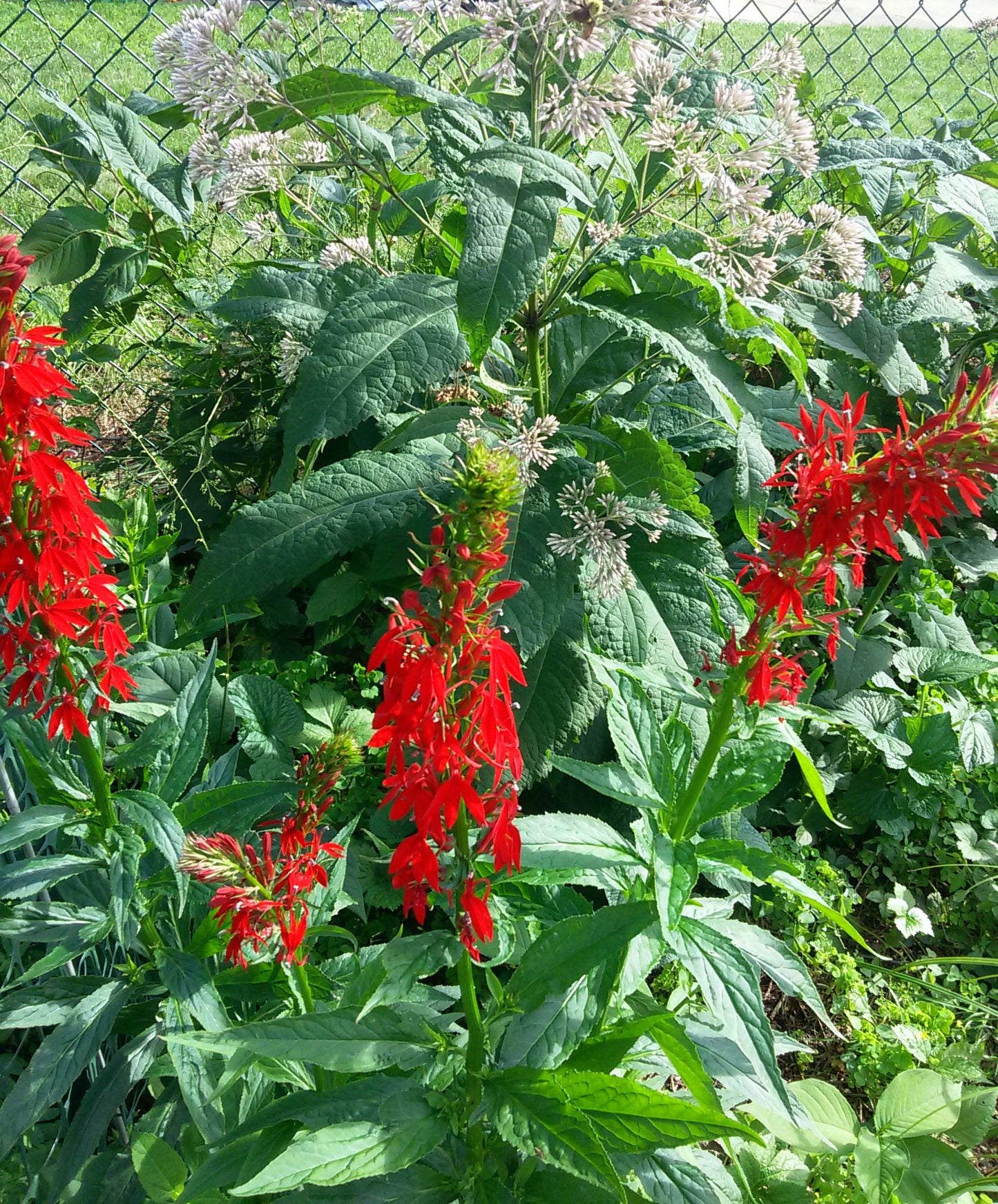 Cardinal Flower and Joe Pye Weed on the WOWC Garden Tour