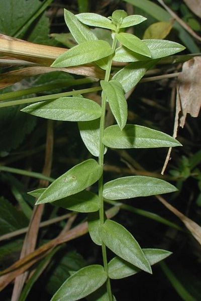 Winged Loosestrife - Lythrum alatum