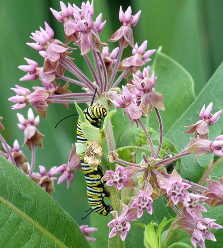 Common Milkweed - Asclepias syriaca