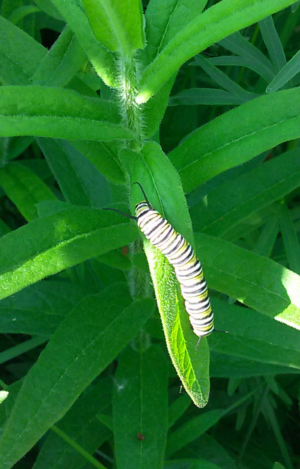 Butterfly weed - Asclepias tuberosa