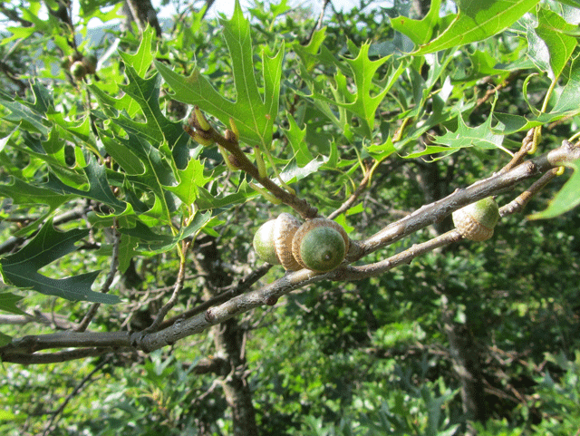 Hill's Oak - Quercus ellipsoidalis