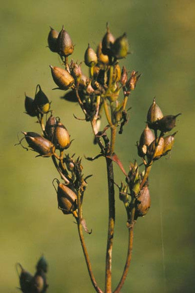Calico Beardtongue - Penstemon calycosus