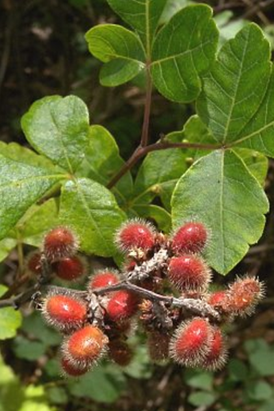 Fragrant Sumac – Rhus aromatica