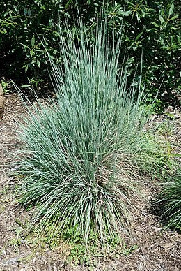Little Bluestem - Schizachyrium scoparium