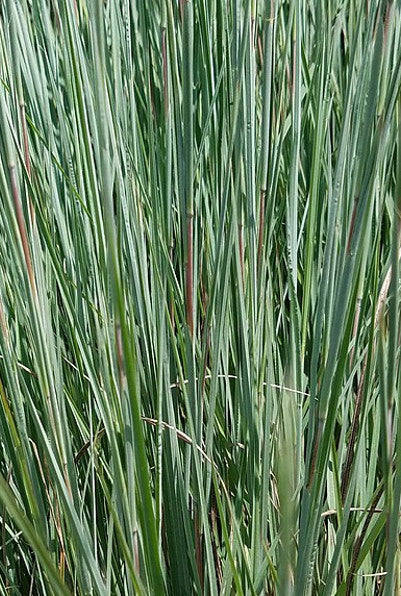 Little Bluestem - Schizachyrium scoparium
