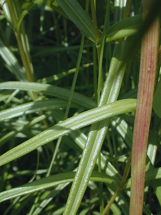 Smooth Phlox - Phlox glaberrima interior