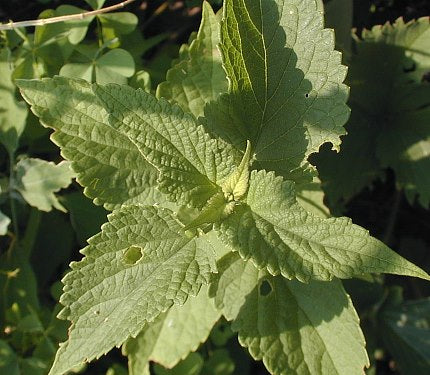 Anise Hyssop - Agastache foeniculum
