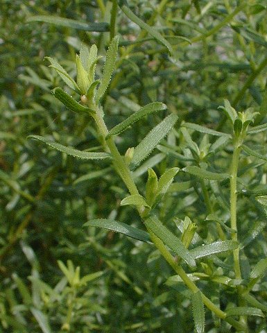 Aromatic Aster - Symphyotrichum oblongifolium
