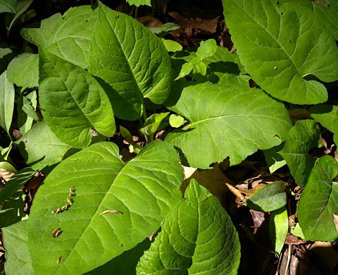 Big-leafed Aster - Eurybia macrophylla