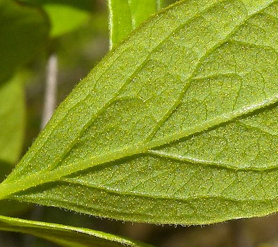 Black Huckleberry-Gaylussacia baccata