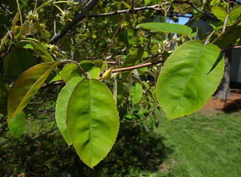 Juneberry - Amelanchier arborea