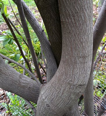 Juneberry - Amelanchier arborea