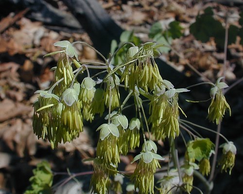 Early Meadow Rue - Thalictrum dioicum
