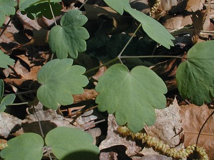 Early Meadow Rue - Thalictrum dioicum