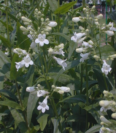 Foxglove Beardtongue - Penstemon digitalis