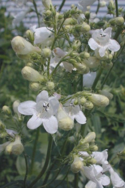 Foxglove Beardtongue - Penstemon digitalis