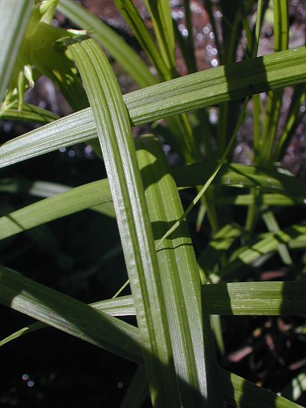 Gray's Sedge - Carex grayi