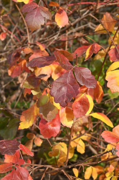 Fragrant Sumac – Rhus aromatica