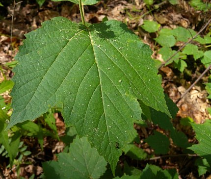 Maple Leaf Viburnum - Viburnum acerifolium
