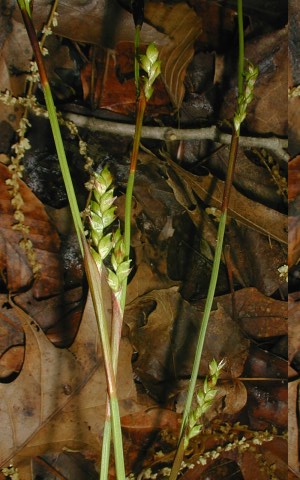 Plantain-leaved Wood Sedge - Carex plantaginea