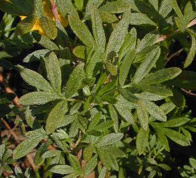 Shrubby Cinquefoil - Dasiphora fruticosa